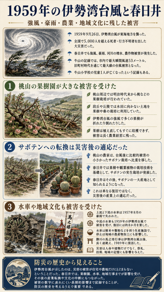 1959年の伊勢湾台風と春日井の被害を解説した縦長インフォグラフィック。強風と豪雨による被害、桃山の果樹園の損傷、被災後のサボテン栽培への転換、水車や勝川の馬之塔行事など地域文化への影響を図解し、防災の歴史としてまとめている。